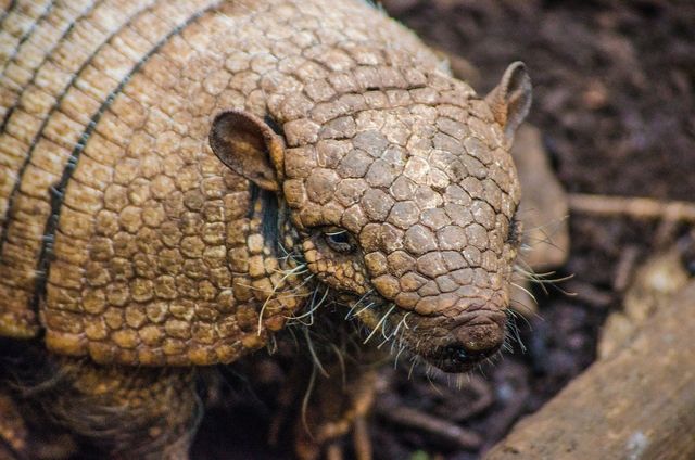 Armadillos What They Are And How To Get Rid Of Them,How To Make Candles With Crayons