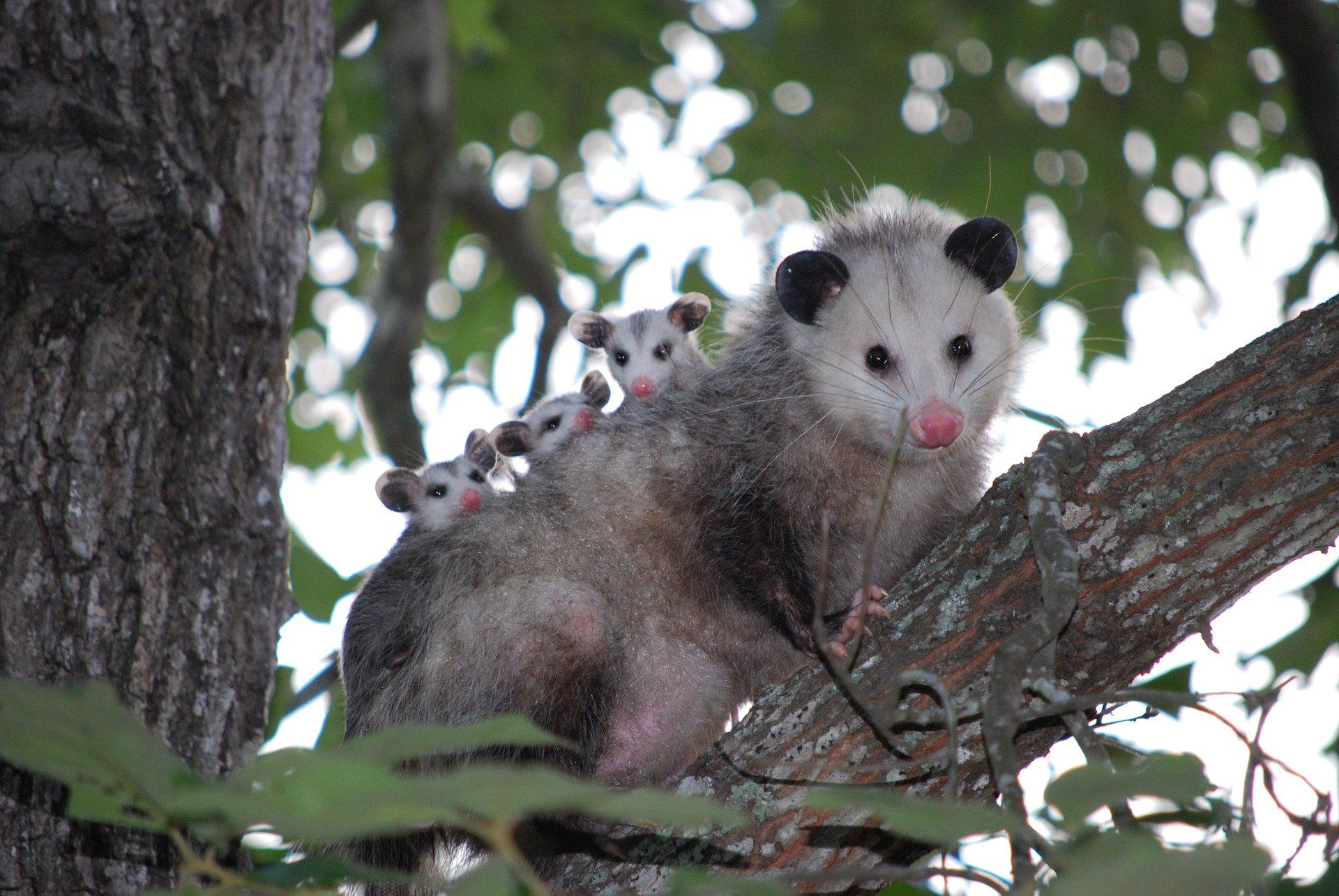 interesting-facts-about-possums