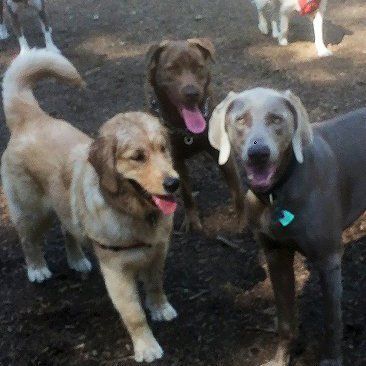 Dog Day Care Oakland Ca Dog Grooming Training