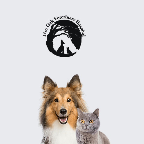 Our Veterinarians Live Oak Veterinary Hospital
