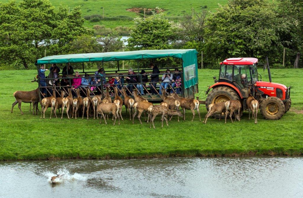 drive through safari norfolk