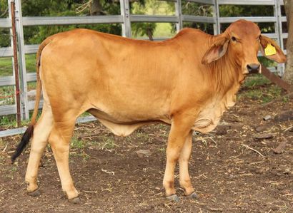 Malabar Red Brahmans | Sales