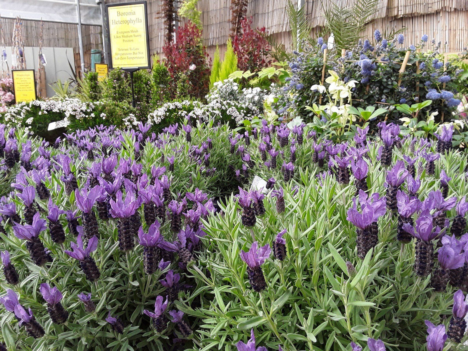 Our Garden Centre Moulton Nurseries Norwich, Norfolk