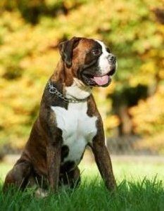 boxer dog skin tags