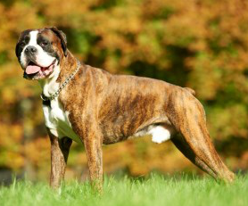 Pedigree Boxer Puppies 2025