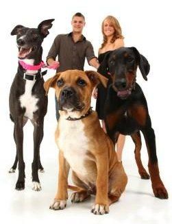 Boxer Dog Size | Breed Variances 
