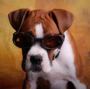 buying a boxer puppy