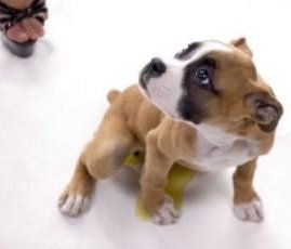 how to potty train a boxer puppy