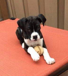 blue boxer puppies for sale