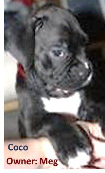 black boxer puppies for sale