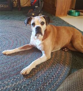 corgi mixed with chihuahua