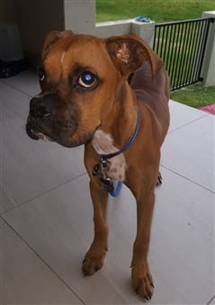 6 month boxer puppy