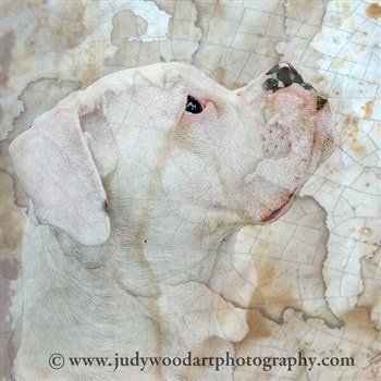 boxer puppies saskatoon