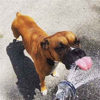 Boxer Dog Water And Drinking Issues