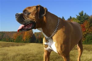 how much should a boxer puppy eat