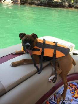 boxer dog life jacket