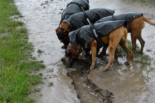 boxer dog raincoat