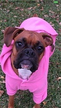 boxer dog raincoat