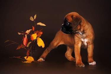 boxer puppy care