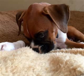 boxer puppies saskatoon