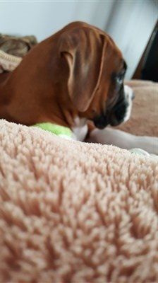 best companion for a boxer dog