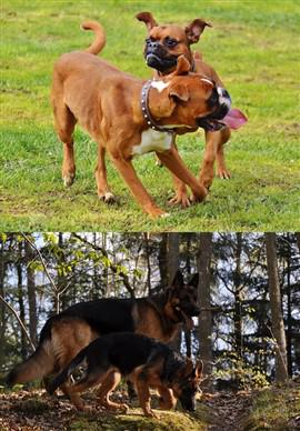 german shepherd boxer dog