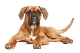 Boxer Dog Heat Cycles The Female Boxer,Bathroom Decorating Ideas With Plants