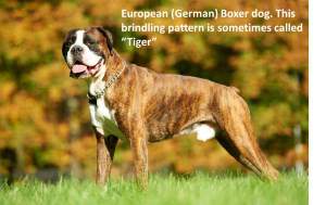german boxer dog