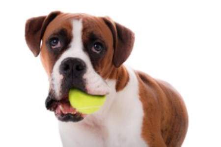 boxer puppy toys