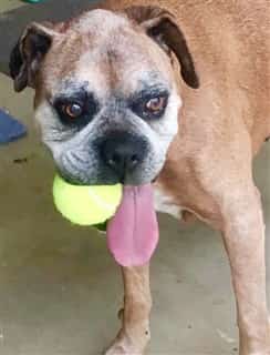 chow chow and bulldog mix
