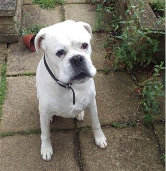 solid white boxer dog