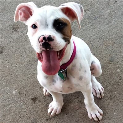 the giant book of boxer dog care