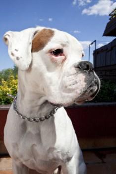 white boxer dog