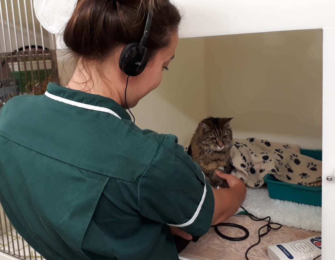 feline-blood-pressure-clinics-in-sidmouth