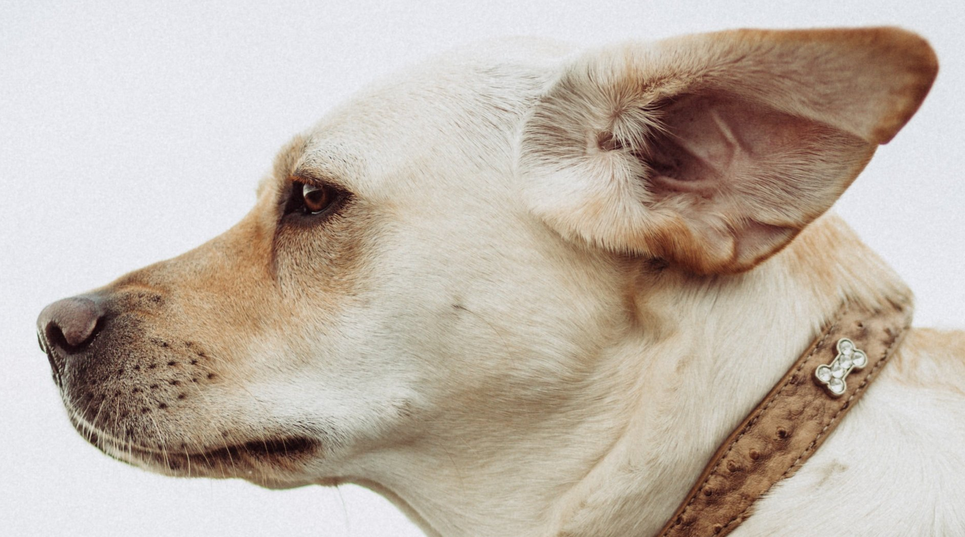 Why check your dogs ears, mouth and feet