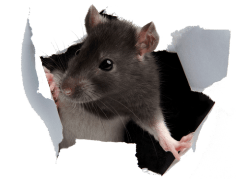 Bait System il futuro della derattizzazione ecologica