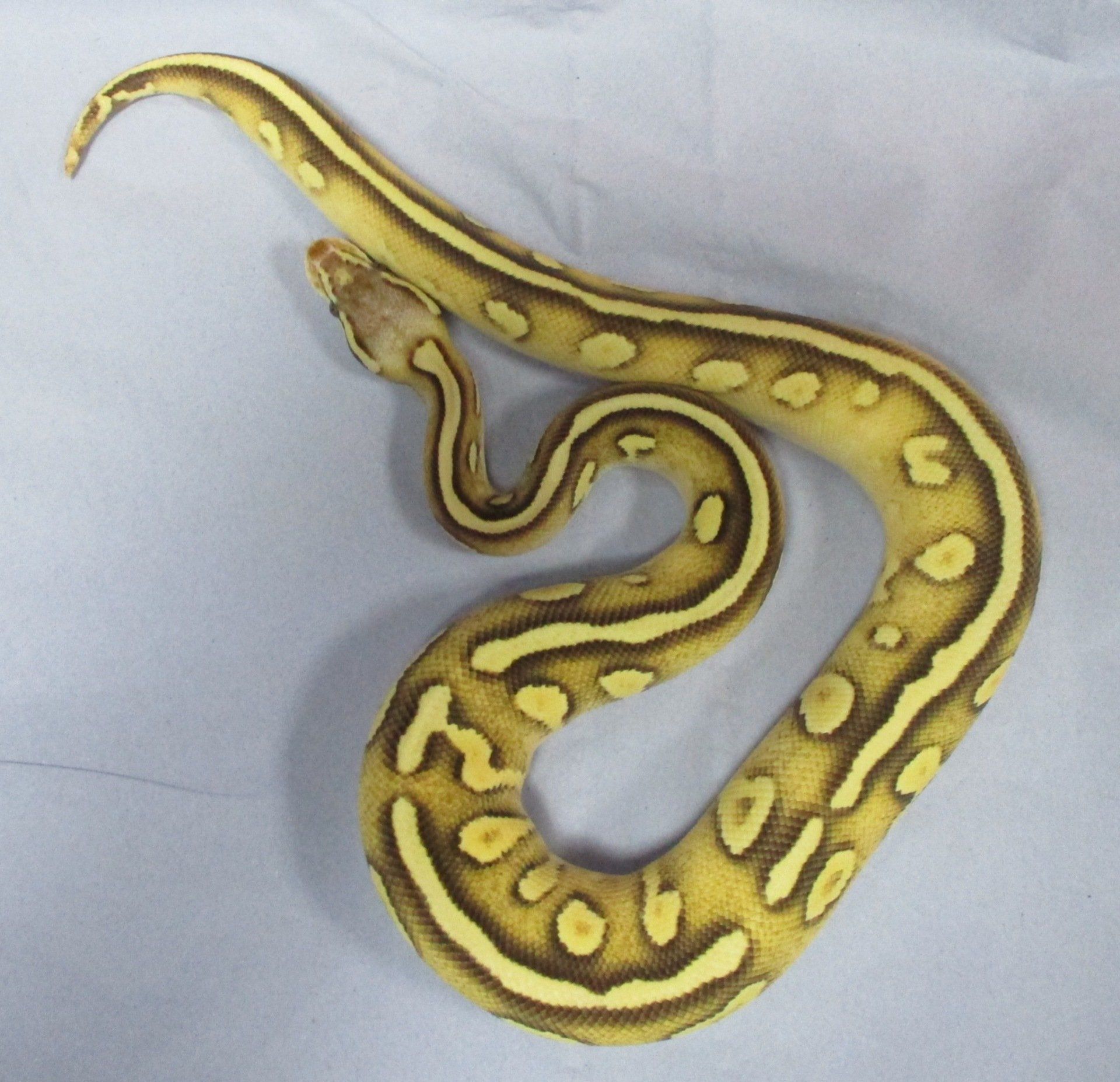 Reptile shop Durham Seaham Pets, Gardens & Reptiles