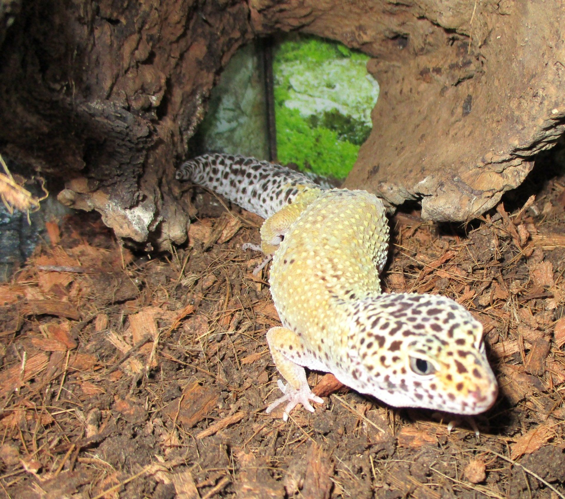 Reptile shop | Durham | Seaham Pets, Gardens & Reptiles