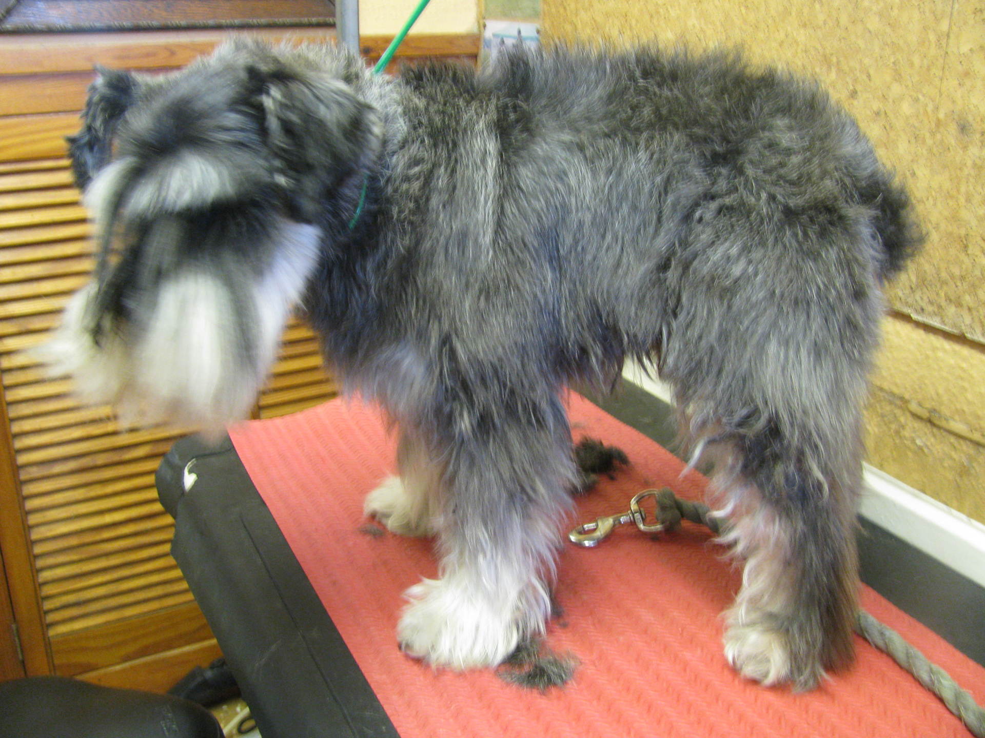 Dog grooming in High Wycombe