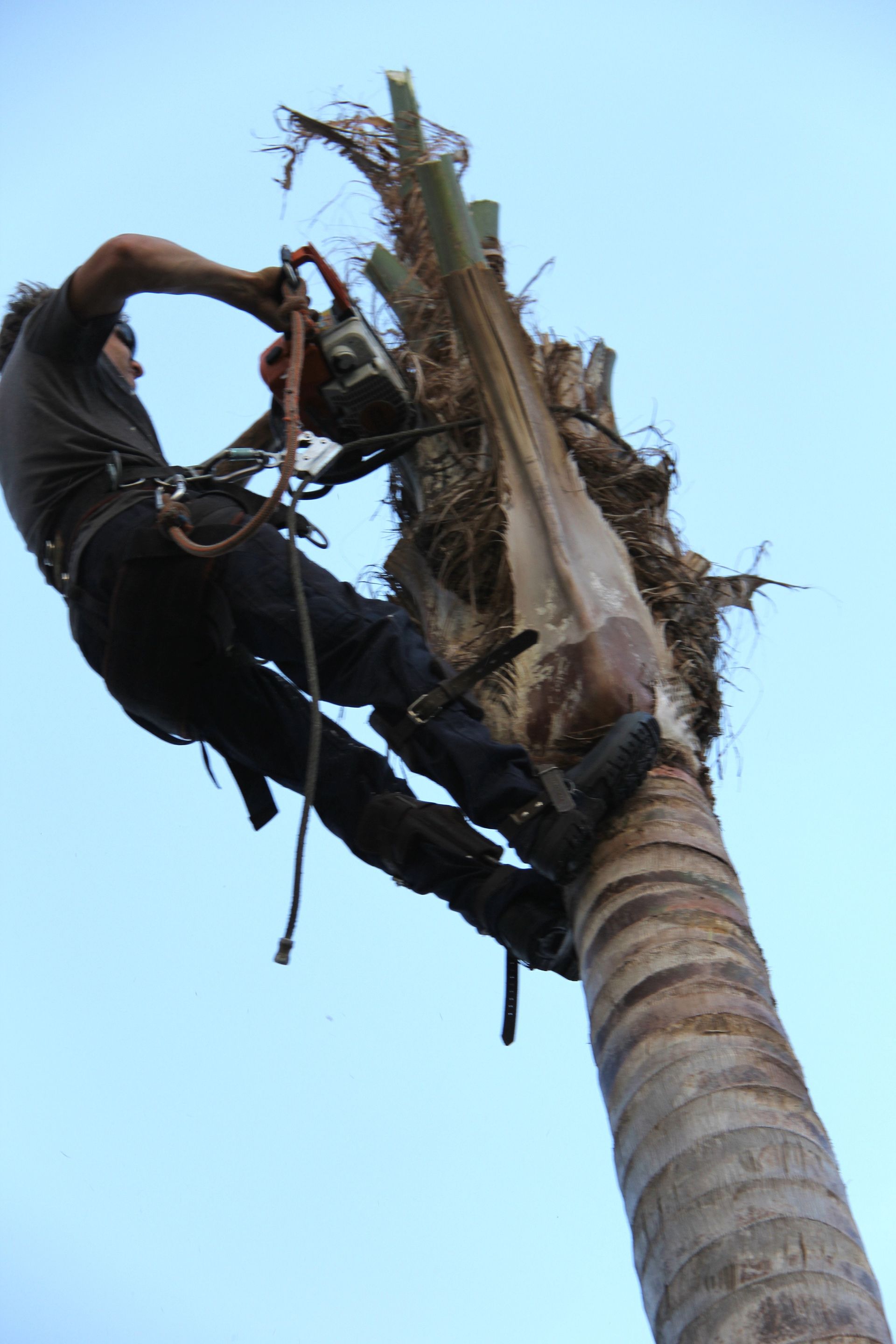 Palm Tree Removal Adelaide - Your Palm Tree Removal ...