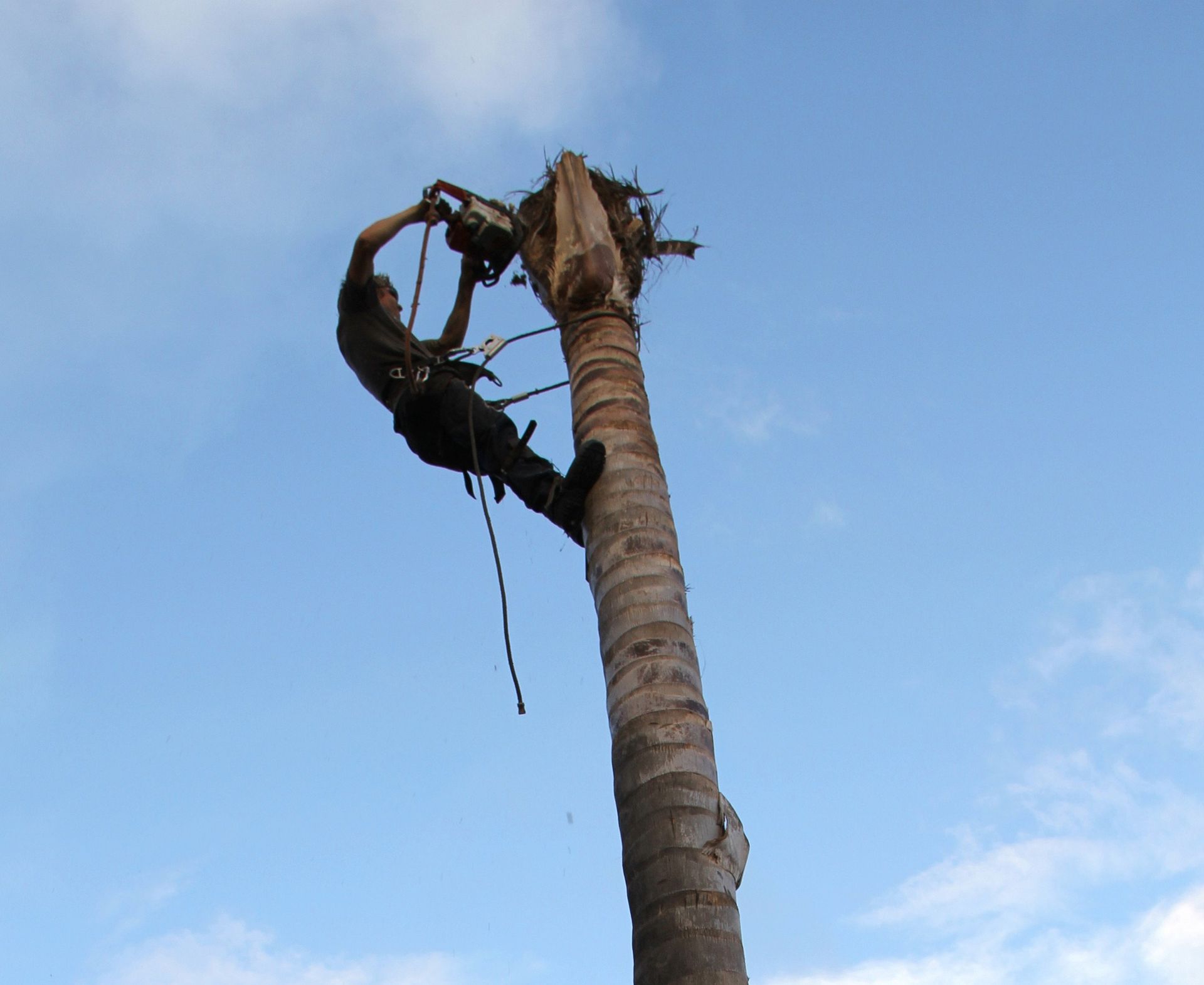 Palm Tree Removal Adelaide Your Palm Tree Removal Services in