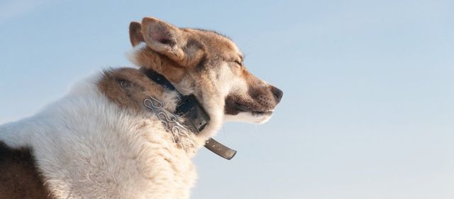 alpha dog shock collar