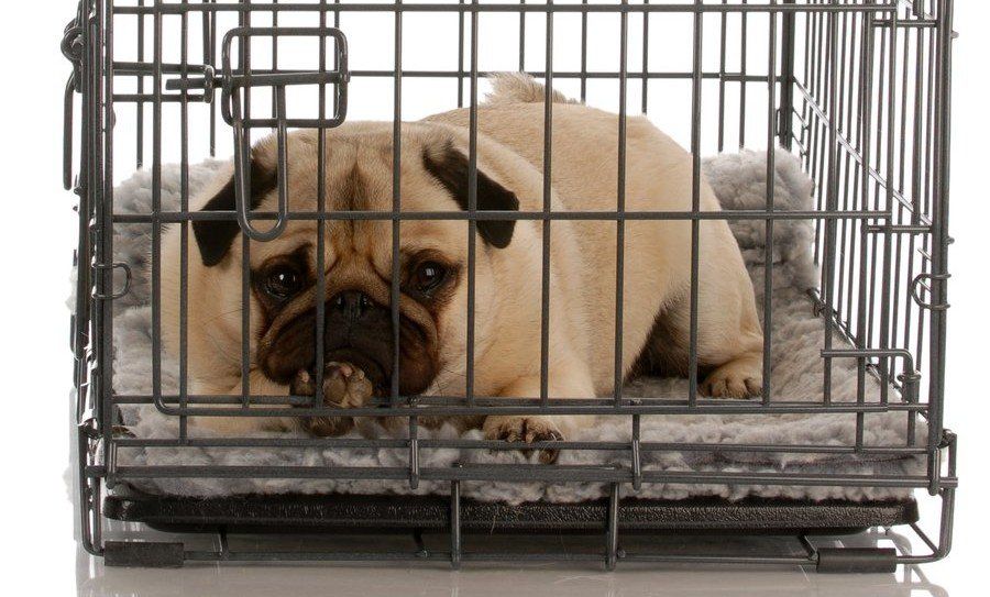 how to properly crate train a dog