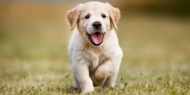 akc star puppy near me