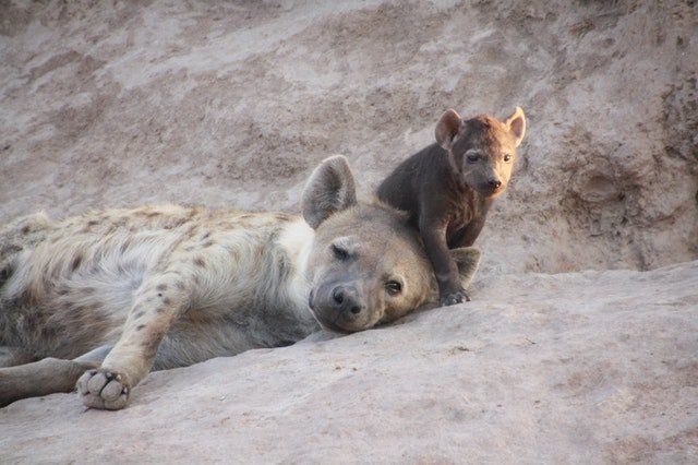 Our underestimated friends, the hyenas