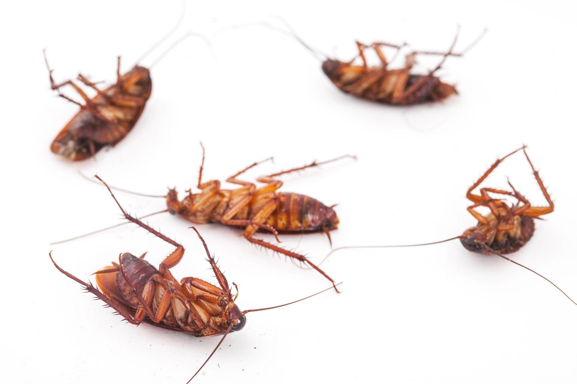 Denning Pest Control Pest Control Jefferson City, MO