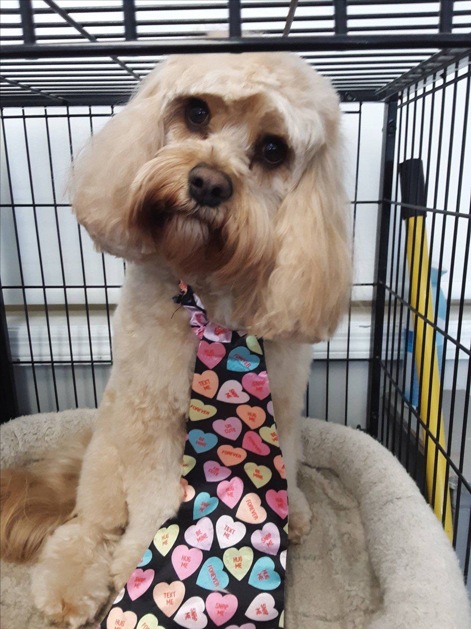 Photo Gallery - Greenwich, CT - Professional Dog Grooming