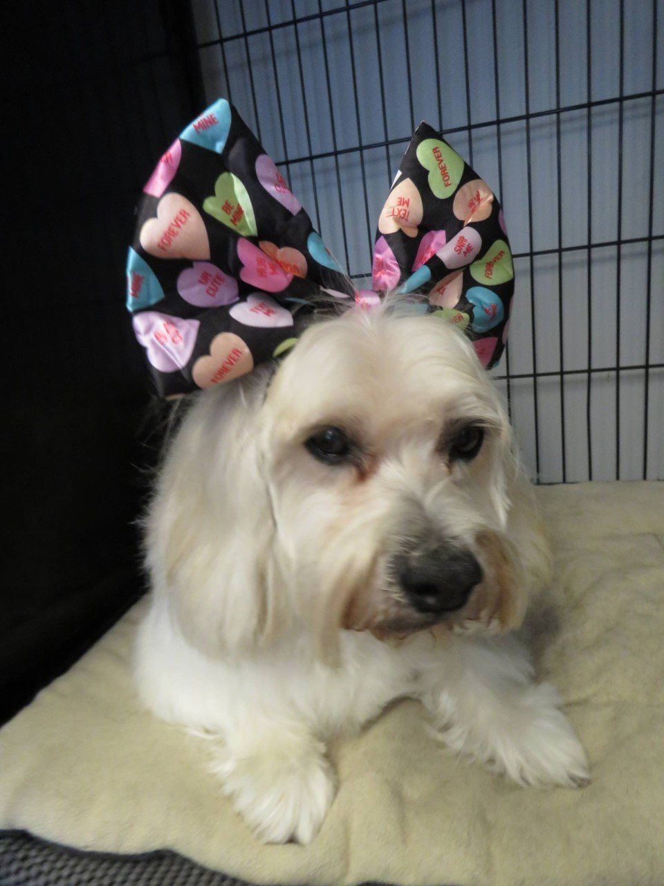 Dog Grooming