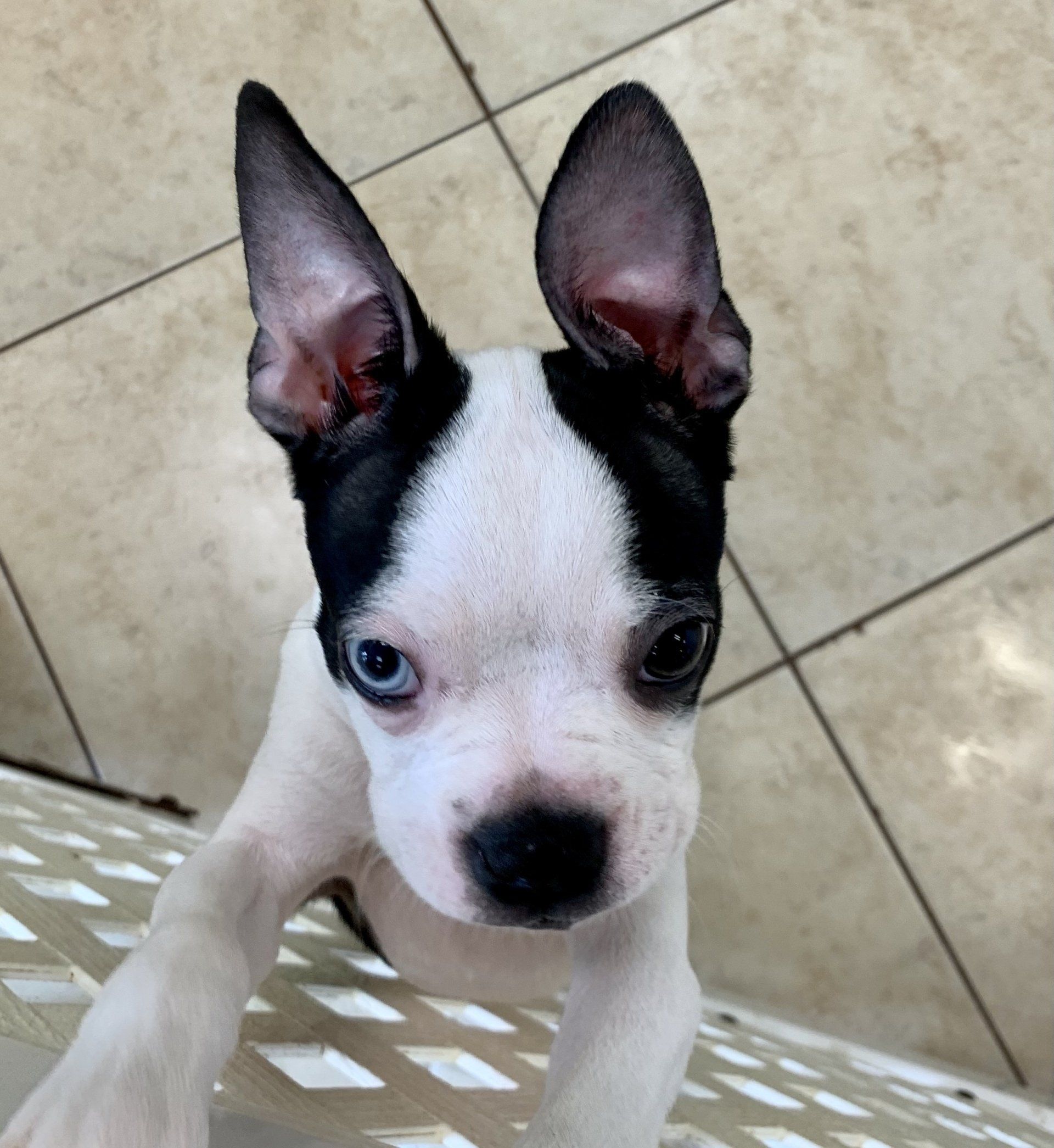 Buy a Puppy | Fort Myers, FL | Lil Rascals Puppies