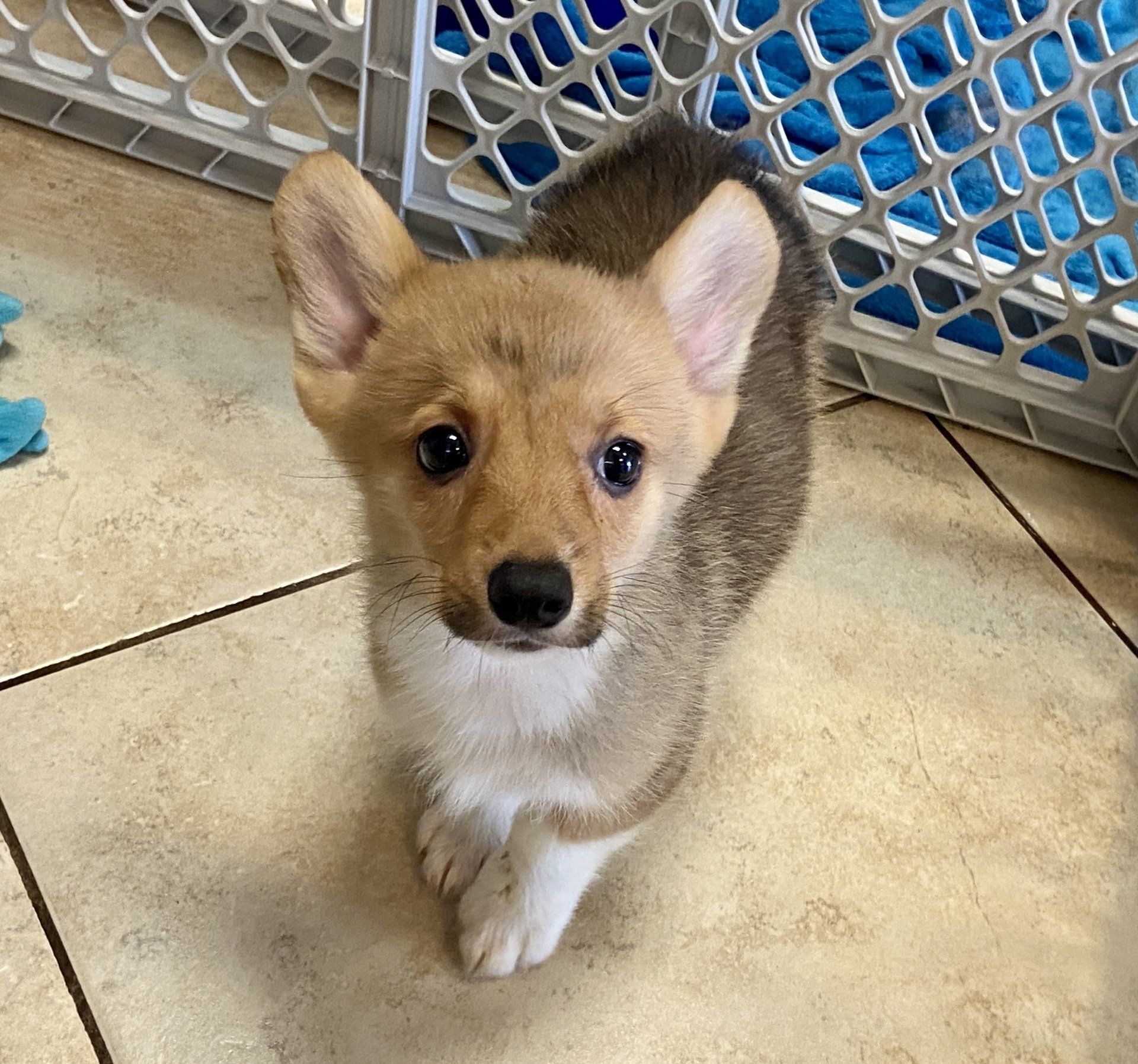 Buy a Puppy | Fort Myers, FL | Lil Rascals Puppies